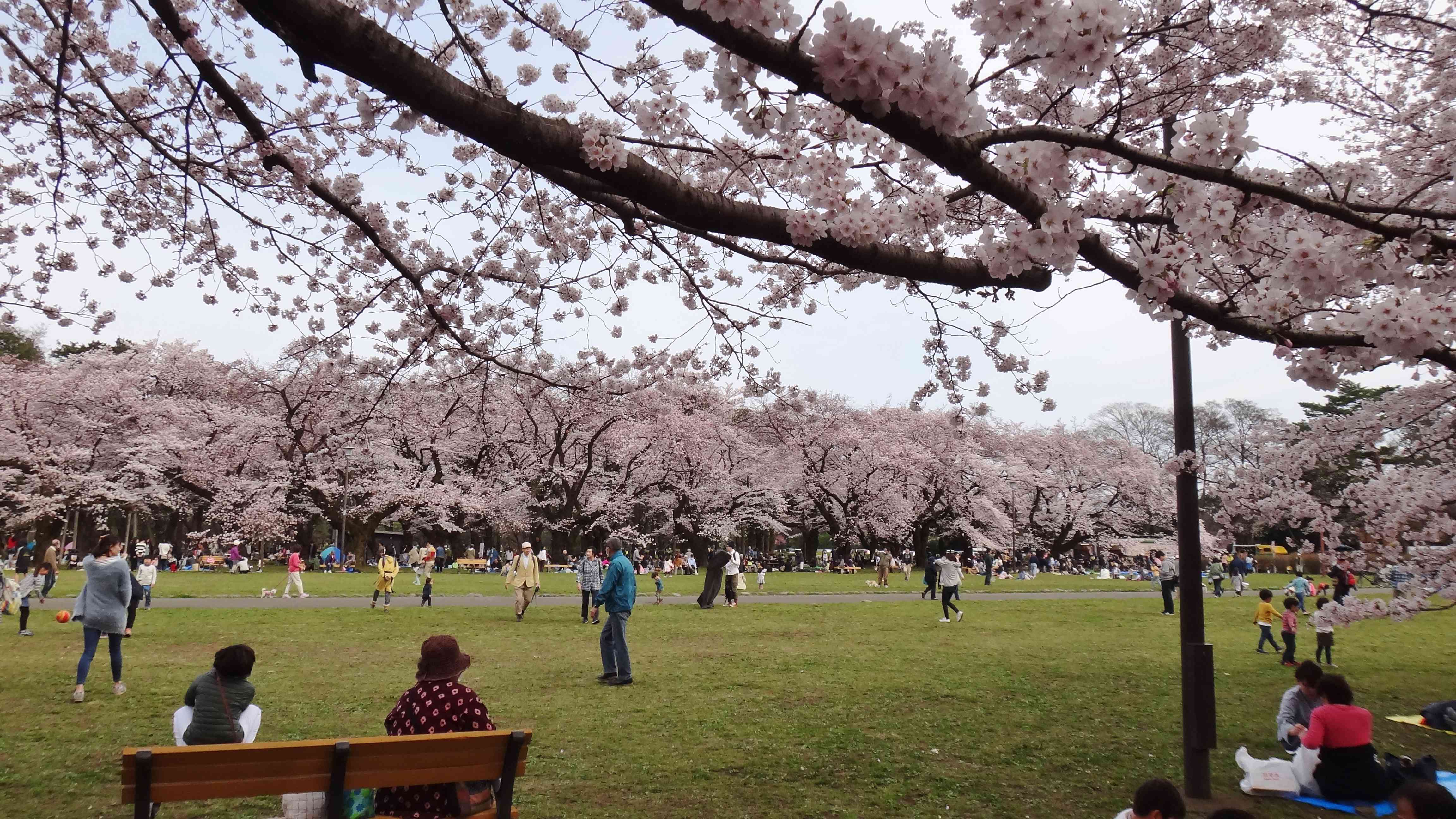 🏞️ 고다이라 시립 중앙공원 (코다이라 시리츠 추오 코엔)